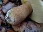 Bronzos vargánya (Boletus aereus), Őrség